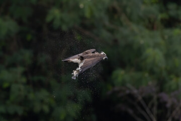 The beautiful flight characteristics of Osprey and White-bellied Sea-eagle in Thailand.