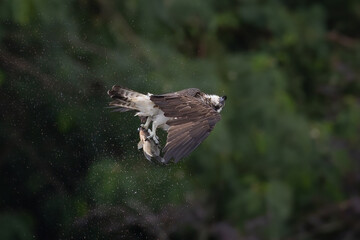 Fototapeta premium The beautiful flight characteristics of Osprey and White-bellied Sea-eagle in Thailand.