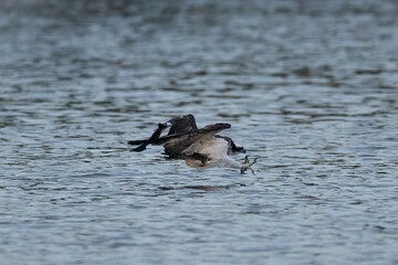 The beautiful flight characteristics of Osprey and White-bellied Sea-eagle in Thailand.