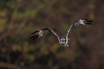 The beautiful flight characteristics of Osprey and White-bellied Sea-eagle in Thailand.