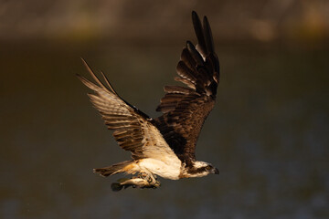 The beautiful flight characteristics of Osprey and White-bellied Sea-eagle in Thailand.