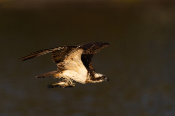 The beautiful flight characteristics of Osprey and White-bellied Sea-eagle in Thailand.