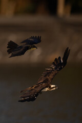 The beautiful flight characteristics of Osprey and White-bellied Sea-eagle in Thailand.