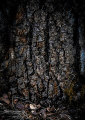 macro close-up of an oak tree trunk rough texture background with weathering.  woodland blank backdrop with space for copy 