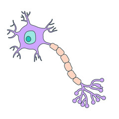 neuron