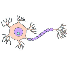 neuron