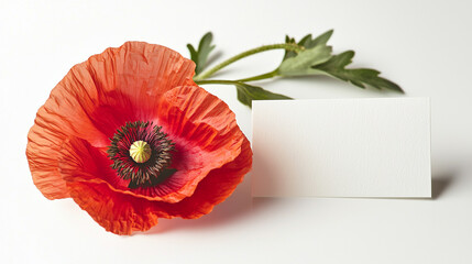 Vibrant red poppy blossom with blank card for heartfelt messages or artistic expression