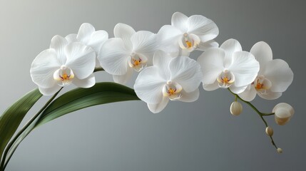 orchid flower isolated on transparent background
