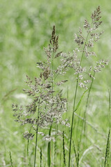 Close up view of green wild grasses growing in meadow at sunlight. Natural, warm, serene atmosphere. Natural beauty landscape, Minimal natural textured pattern of summer grass, blur background