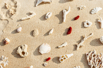 Seashells and coral on Beach Sand at sunlight, outdoor nature pattern from variety of shells and red and white coral pieces scattered on light beige sandy sea shore, minimal style environment