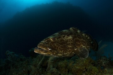Black grouper on a coral rock and a big reef wall in the background