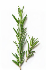 Fototapeta premium fresh green rosemary isolated on white background, top view