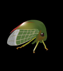 leaf hopper