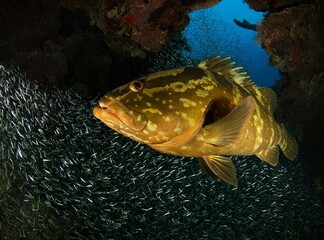 Nassau grouper in the foreground and school of silverside fish in the background