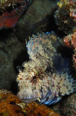 Underwater macro photography and close up photo of a fish. From a scuba dive in the Andaman Sea in Thailand.