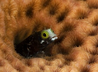 Blenny coming out of its cave