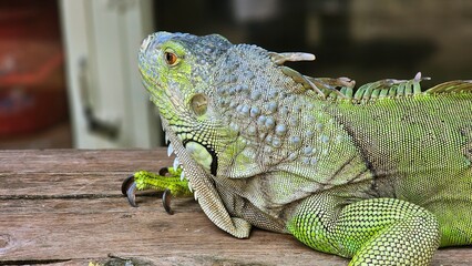 Green iguana or the American iguana on the wooden floor.