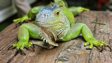 Green iguana or the American iguana on the wooden floor.