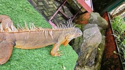 Orange iguanas are a unique subspecies of green iguanas. Orange iguanas on the green grass.