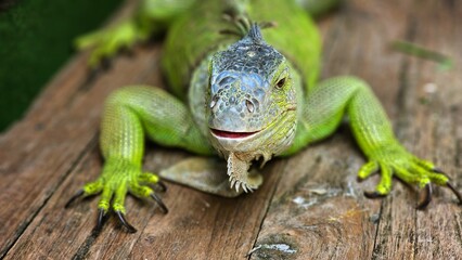 Green iguana or the American iguana on the wooden floor.