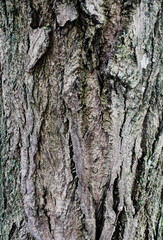 Nahaufnahme der Struktur eines Baum