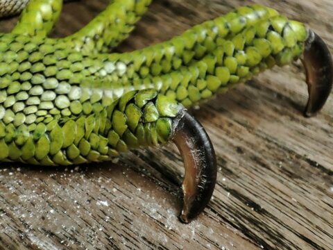 Close up view of green iguana feet on the wooden floor.