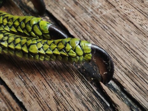 Close up view of green iguana feet on the wooden floor.