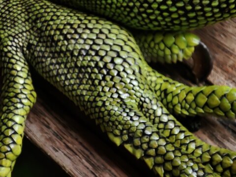Close up view of green iguana feet on the wooden floor.