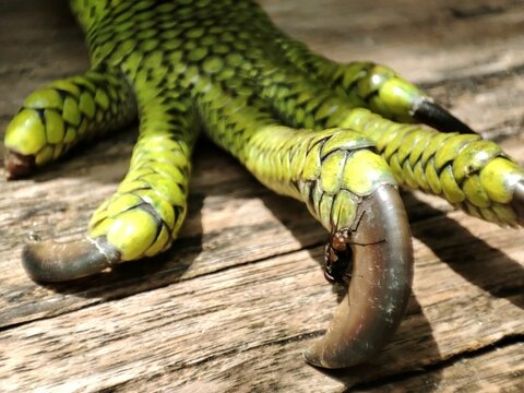 Close up view of green iguana feet on the wooden floor.