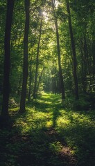 Obraz premium Sunlight pierces through a dense forest canopy illuminating the path