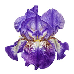 "Purple Iris in Stunning Detail – Botanical Beauty & Vivid Contrast"