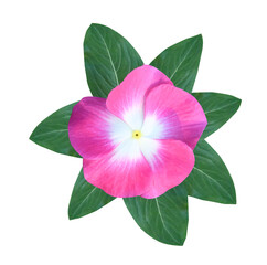 Madagascar periwinkle, Vinca,Old maid, Cayenne jasmine, Rose periwinkle flowers. Close up pink...