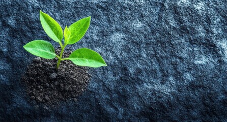 Naklejka premium Young plant sprouting from soil on dark rock; growth, nature, hope