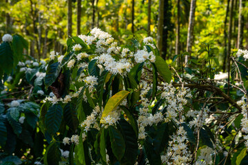 Obraz premium coffee flower blossom on green tree branch. 