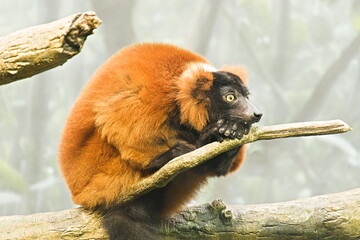 Red ruffled lemur