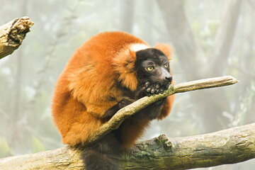 Red ruffled lemur