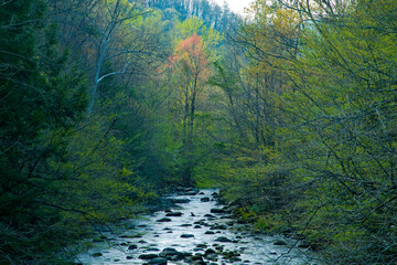 Early Spring, Appalachian Mountians, Sevier County, TN