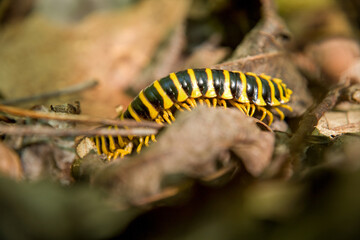 Millipede, Great Smoky Mountains National Park, TN