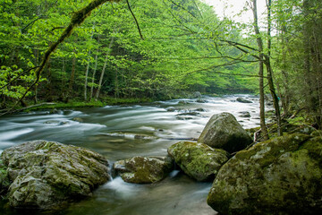 Obraz premium Tremont, Great Smoky Mountains National Park, TN
