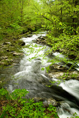 Fototapeta premium Little River, Tremont, Great Smoky Mountains National Park, TN