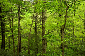 Spring, Newfound Gap Rd, Great Smoky Mountains National Park, TN
