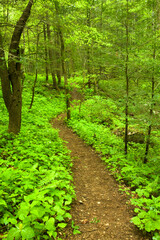 Trail, Spring, Whiteoak Sink, Great Smoky Mountains National Park, TN