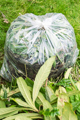 植物の処分方法　縦