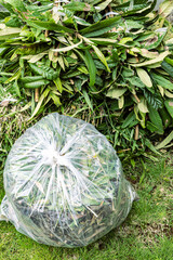 剪定した枝葉　縦