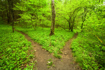 Spring, Whiteoak Sink, Great Smoky Mountains National Park, TN