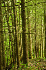 Trees, Whiteoak Sink, Spring, Great Smoky Mountains National Park, TN