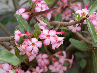 Blooming pink flowers nature garden scene close-up view beauty of flora