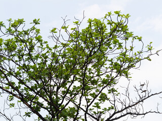 Lush green leaves growing branches nature scene outdoor environment tranquil viewpoint
