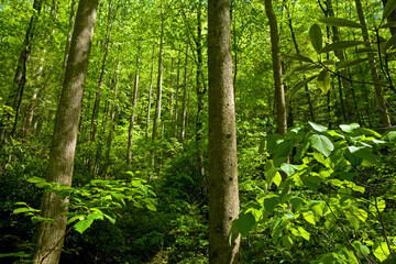 Pisgah Nat. Forest, Western NC