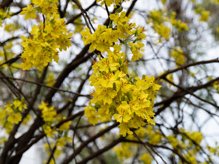 Blooming yellow flowers nature's embrace outdoor springtime serenity